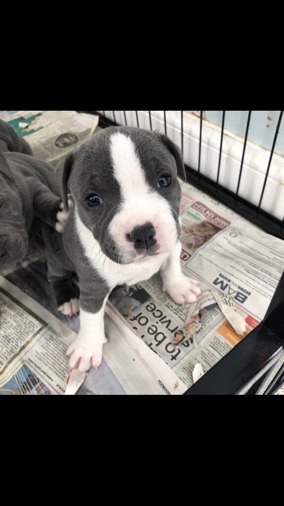 gumtree staffordshire bull terrier puppies